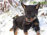 6 chiots Beaucerons à acheter (LOF)