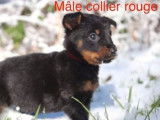 6 chiots Beaucerons à acheter (LOF)