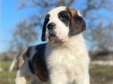 Un chiot Saint-Bernard disponible &agrave; l&rsquo;achat (LOF)
