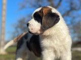 Un chiot Saint-Bernard disponible &agrave; l&rsquo;achat (LOF)