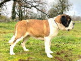 Un chiot Saint-Bernard disponible &agrave; l&rsquo;achat (LOF)