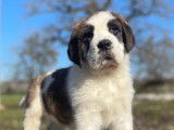 Un chiot Saint-Bernard disponible &agrave; l&rsquo;achat (LOF)