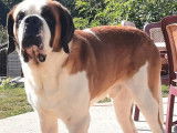 Un chiot Saint-Bernard disponible &agrave; l&rsquo;achat (LOF)