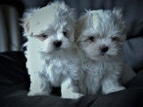 Chiots Bichon Maltais LOF à vendre