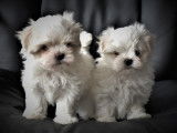 Chiots Bichon Maltais LOF à vendre