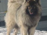 Jeune femelle Eurasier cherche partenaire