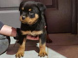 8 chiots Rottweilers LOF, de novembre 2022, à vendre