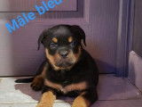 8 chiots Rottweilers LOF, de novembre 2022, à vendre