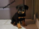 8 chiots Rottweilers LOF, de novembre 2022, à vendre
