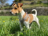 De race Jack Russell disponible pour saillie