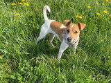 De race Jack Russell disponible pour saillie