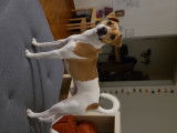 De race Jack Russell disponible pour saillie