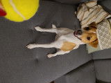 De race Jack Russell disponible pour saillie