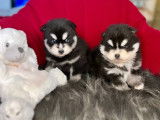 Chiots Pomsky F3+ de lignées de champions du monde à vendre
