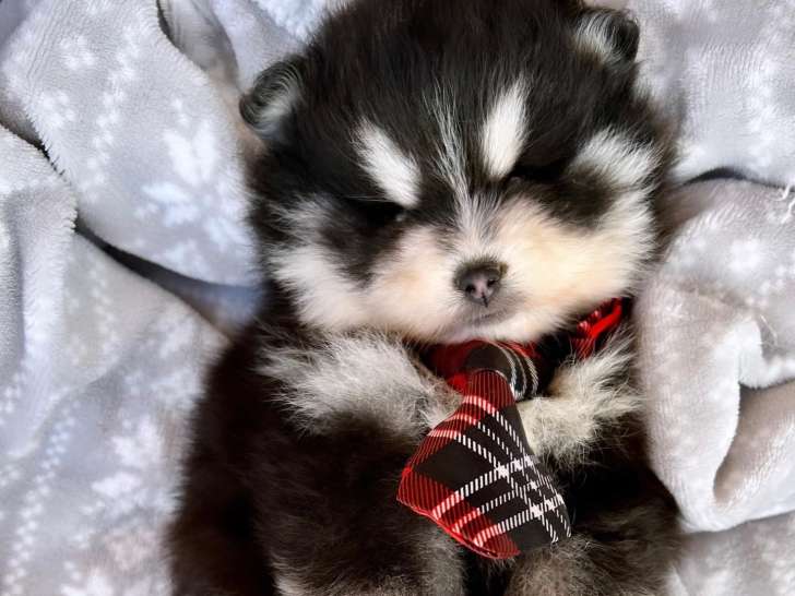 Chiots Pomsky F3+ de lignées de champions du monde à vendre