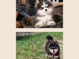 Chiots Pomsky F3+ de lignées de champions du monde à vendre