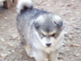 8 chiots Malamutes d'Alaska LOF, de décembre 2022, à réserver