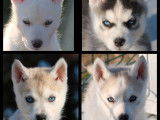 7 chiots Huskies LOF à acheter