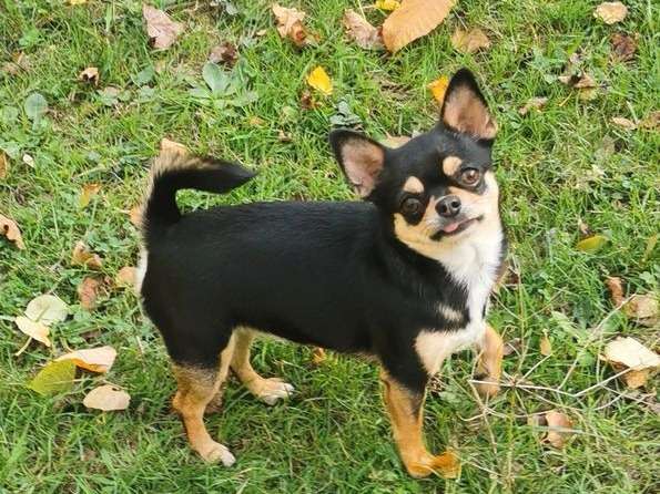 Une chienne adulte Chihuahua tricolore à vendre