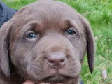 2 chiots Labradors LOF disponibles