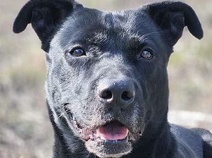 Chien Labrador noir de 5 ans à adopter