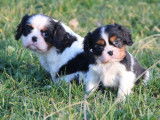 Des chiots Cavaliers King Charles LOF à acheter