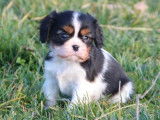 Des chiots Cavaliers King Charles LOF à acheter