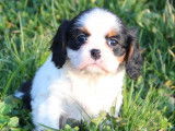 Des chiots Cavaliers King Charles LOF à acheter