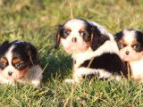 Des chiots Cavaliers King Charles LOF à acheter