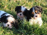 Des chiots Cavaliers King Charles LOF à acheter