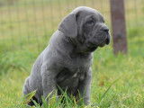 4 chiots Cane Corso LOF disponibles