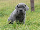 4 chiots Cane Corso LOF disponibles