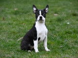 Chiots Boston Terrier à vendre