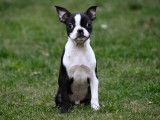 Chiots Boston Terrier à vendre
