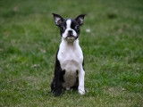 Chiots Boston Terrier à vendre