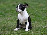 Chiots Boston Terrier à vendre