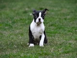 Chiots Boston Terrier à vendre
