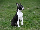 Chiots Boston Terrier à vendre