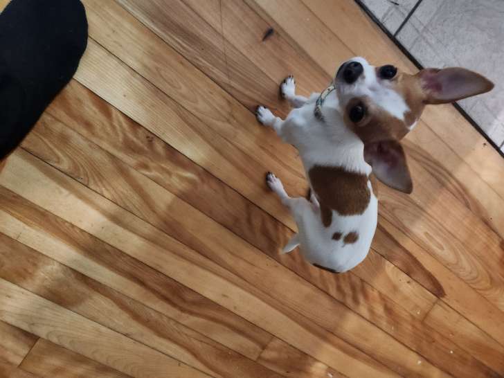 Chihuahua de 9 mois à vendre
