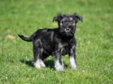 Chiots Schnauzer Nain &agrave; vendre