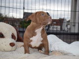 Merveilleux chiots American Bully XL à vendre