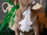 Merveilleux chiots American Bully XL à vendre