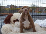 Merveilleux chiots American Bully XL à vendre