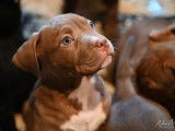 Merveilleux chiots American Bully XL à vendre
