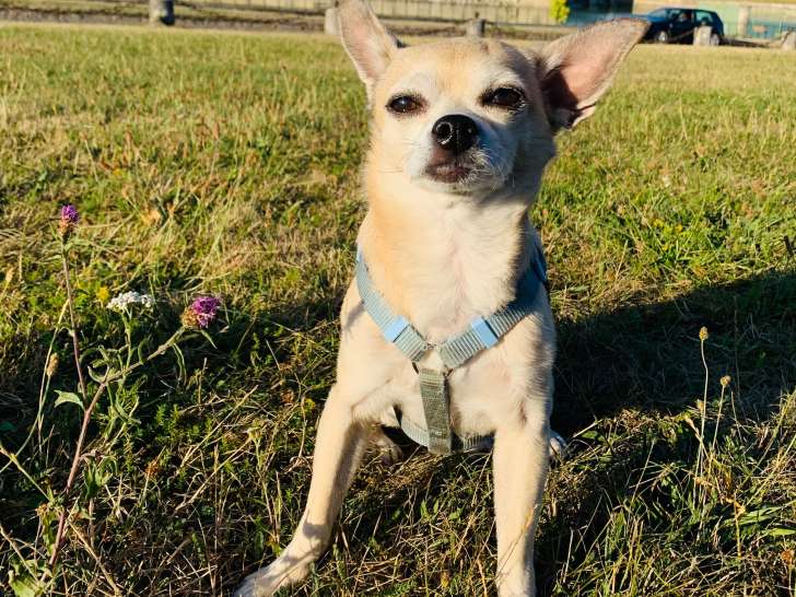 Mâle Chihuahua disponible pour saillie