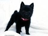 Chiots Schipperke LOF