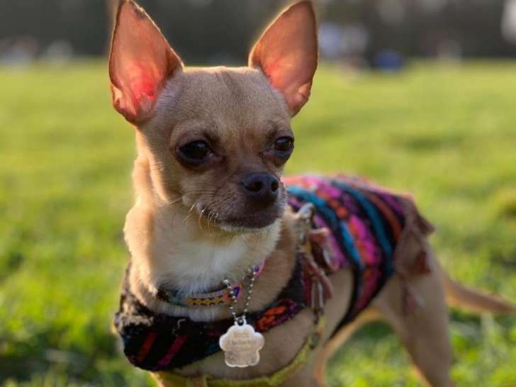 De race Chihuahua disponible pour saillie