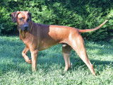 De race Rhodesian Ridgeback disponible pour saillie