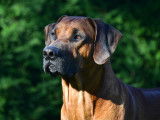 De race Rhodesian Ridgeback disponible pour saillie