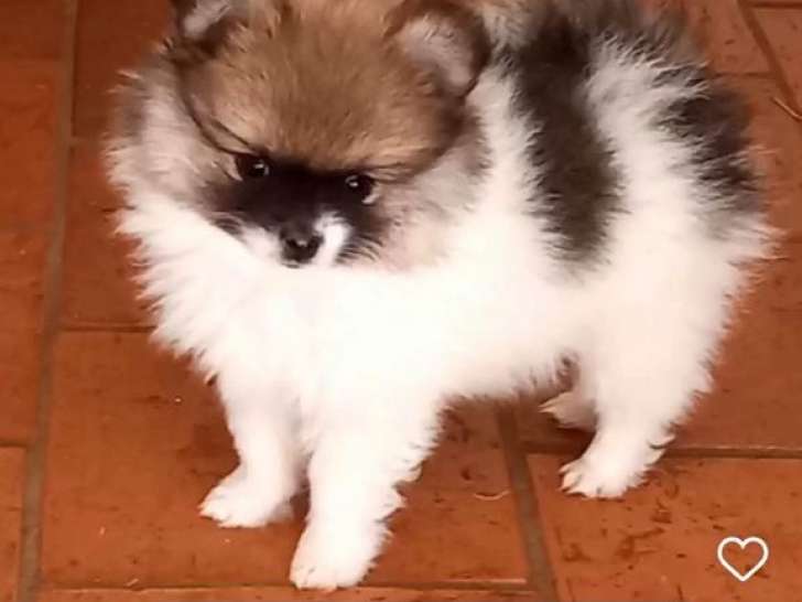 Chiots de race Spitz Allemand à vendre (3 femelles & 1 mâle)